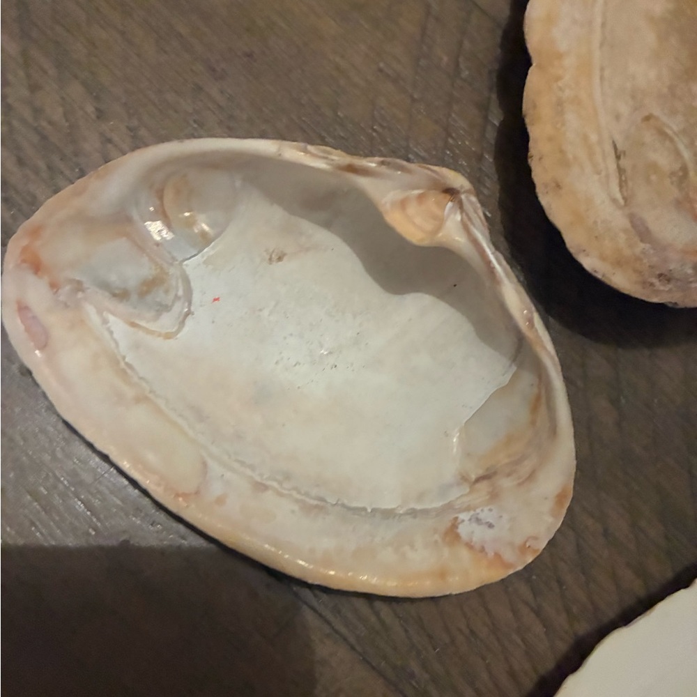 Assorted Seashell Collection - Picture 13 of 16